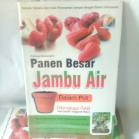 Image of Panen Besar Jambu Air Dalam Pot